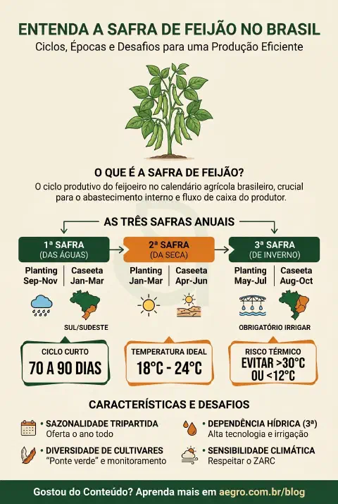 Infográfico educativo sobre Safra De Feijão
