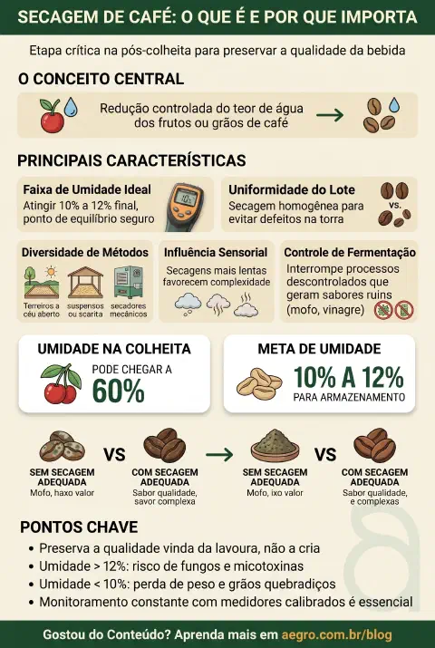 Infográfico educativo sobre Secagem De Café